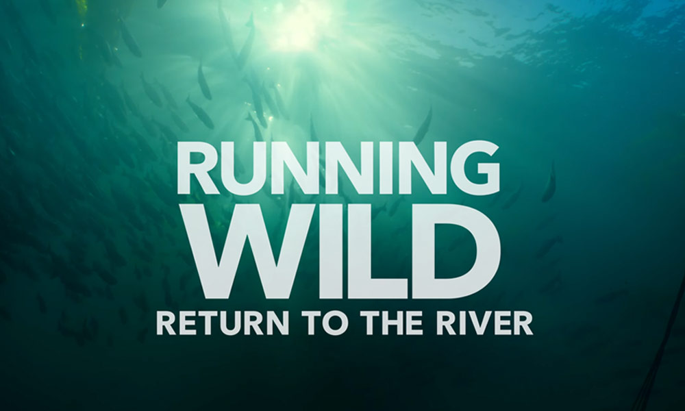 Running Wild film
