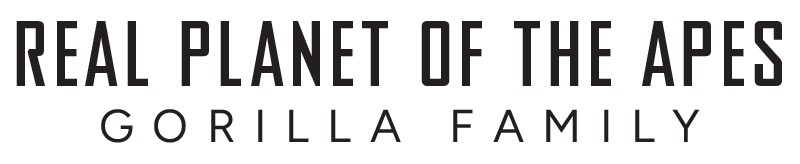 Real Planet of the Apes Gorilla Family