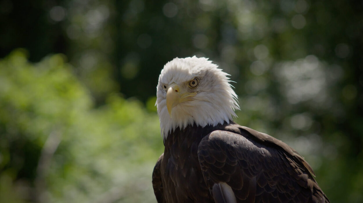 America the Beautiful film