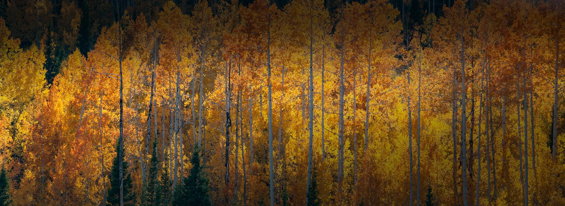 Mission Partners - Press